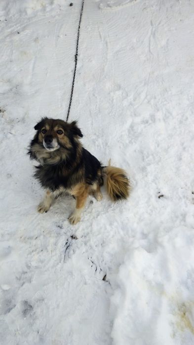 В добрые руки, бесплатно