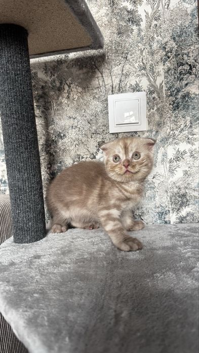 Красивейшие котята британцы