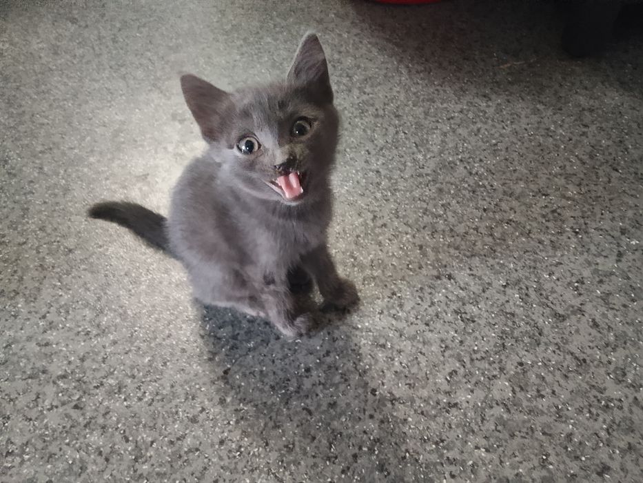 Отдам котенка (кошка) в добрые руки