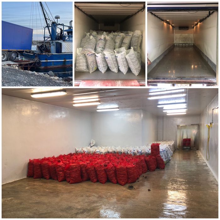 Транспортни,Хамалски услуги,Кърти,Чисти и Извозва във Варна и страната