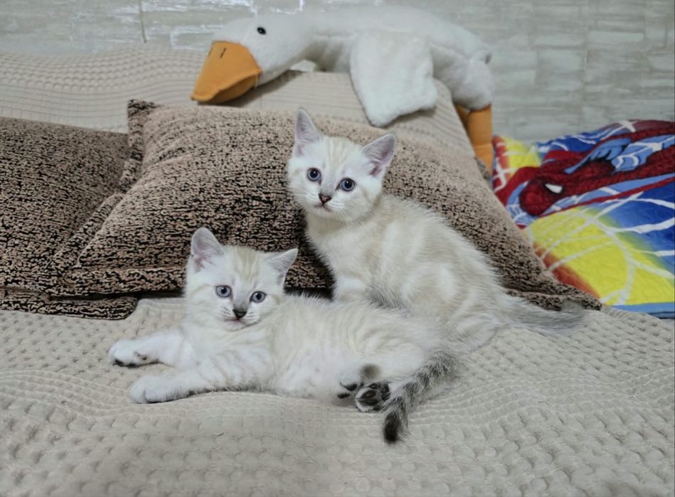 Шотландские котята (родители с самары)