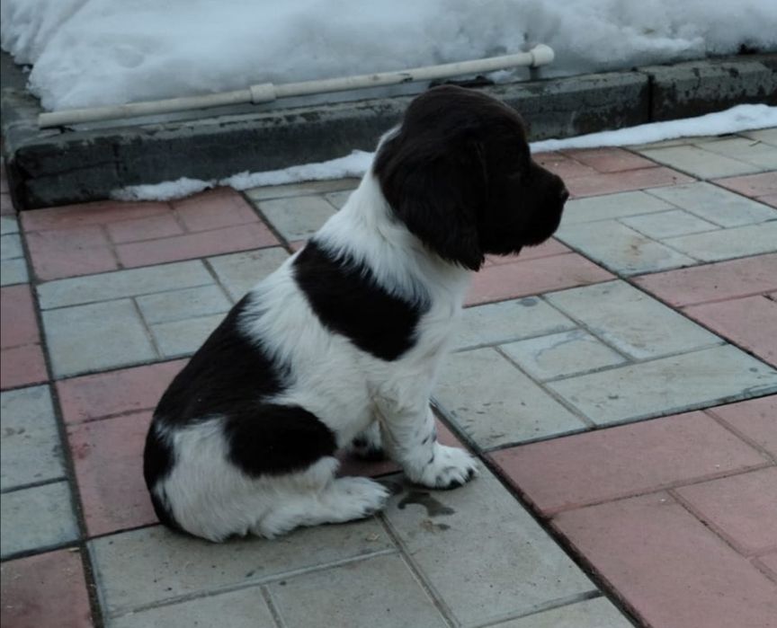 Продам щенка спаниель