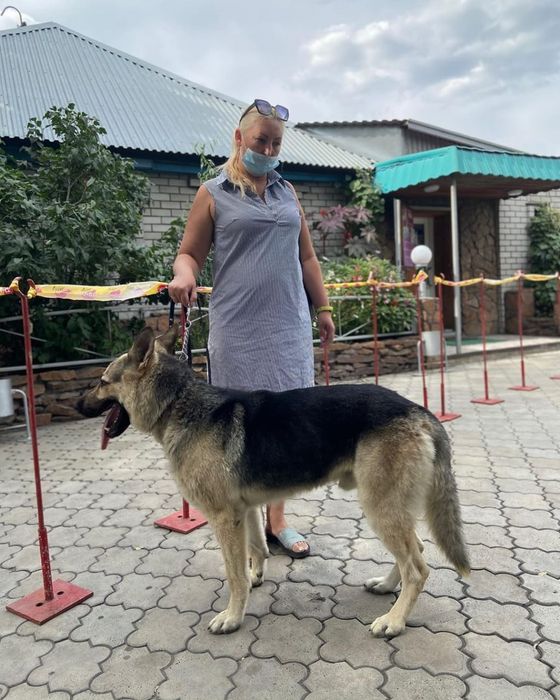 Кобель ВЕО на вязку