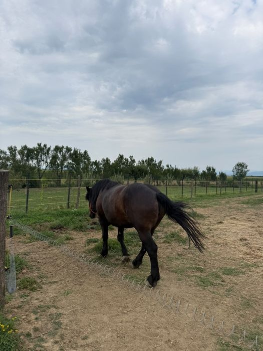 Iapă de vânzare   în Potău