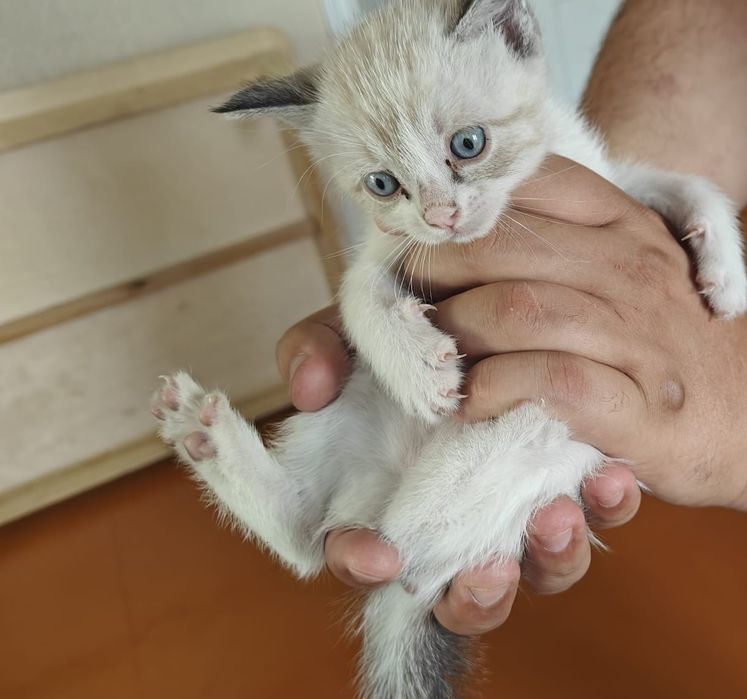 Котята бесплатно в добрые руки