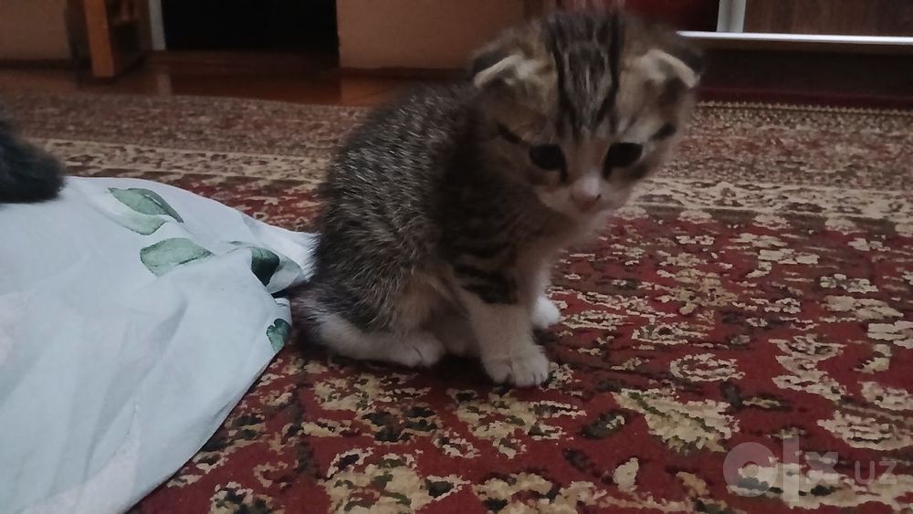 Котённки вислоухий