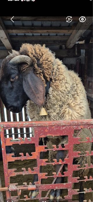 Vând berbec carabaș sârbesc