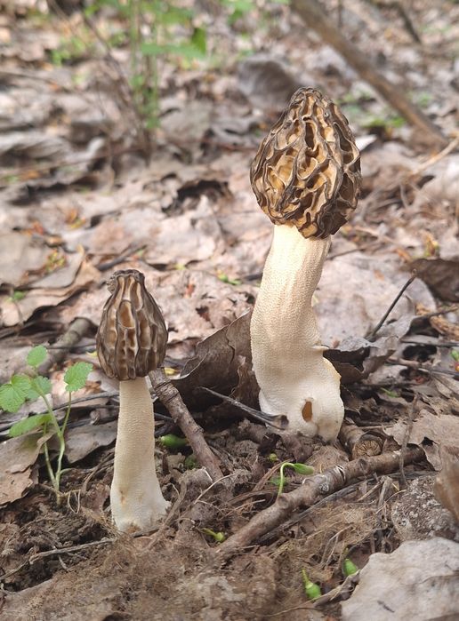 Zbarciogi Morchella Esculenta, Conica, Semilibera
