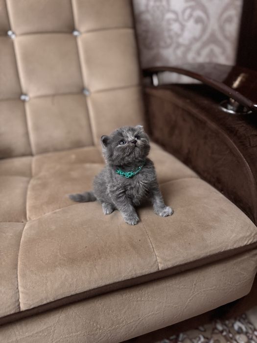 Продается скоттио страйт мальчик