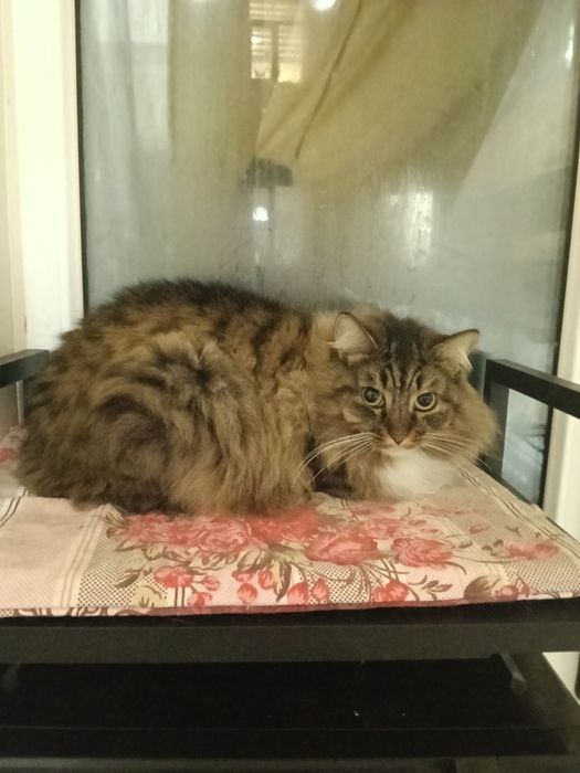 Стерилизованная кошечка 1,5 годика.