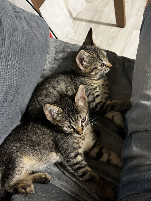 Doi frati mici de 2 luni