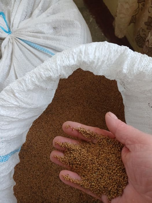 Vând sămânță de lucerna