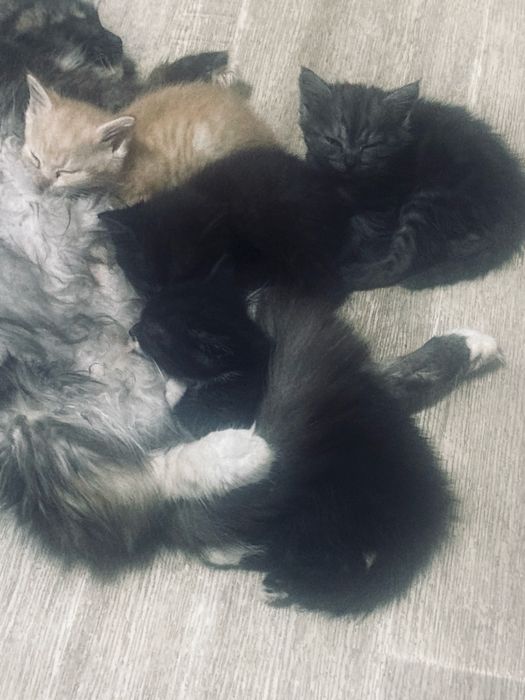 Отдам котят в добрые руки