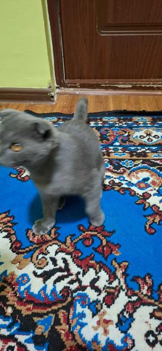 Srochna sotiladi britanski toza qon mushug