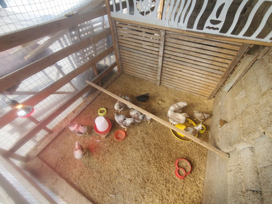 Срочнааа!!!   Виандот американский белое золото жужалари 3ойликлари