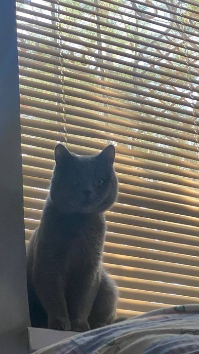 Mushuk sotiladi narhi 1500milyon kami bor