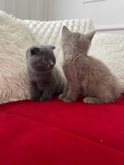5 Pui de British longhair