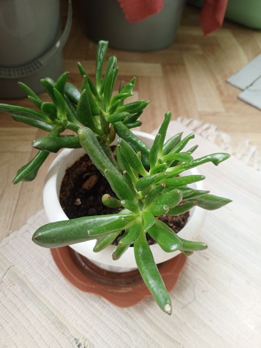 Продам Комнатные цветы