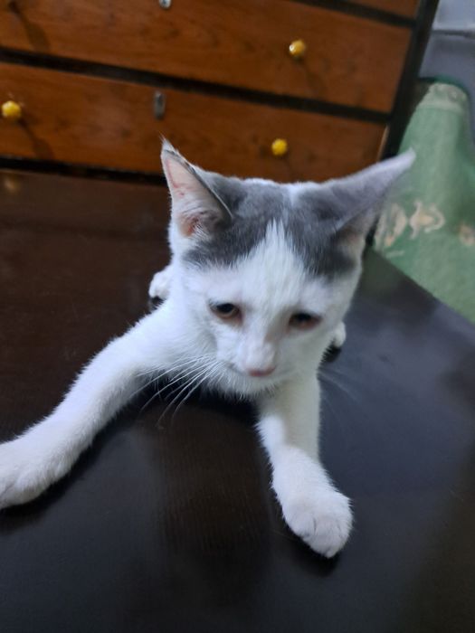 Котёнок 4 месяца