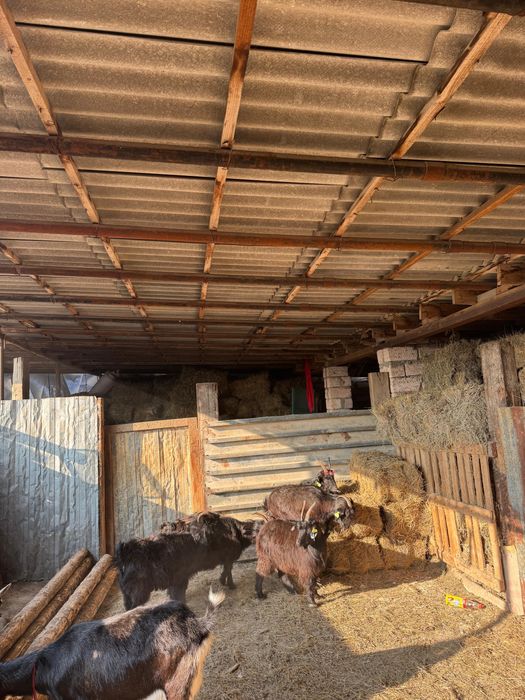 Ешкі сатылады Оралдыкы