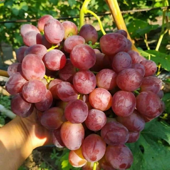 Butasi de vită de vie de anul 2 și de anul 3