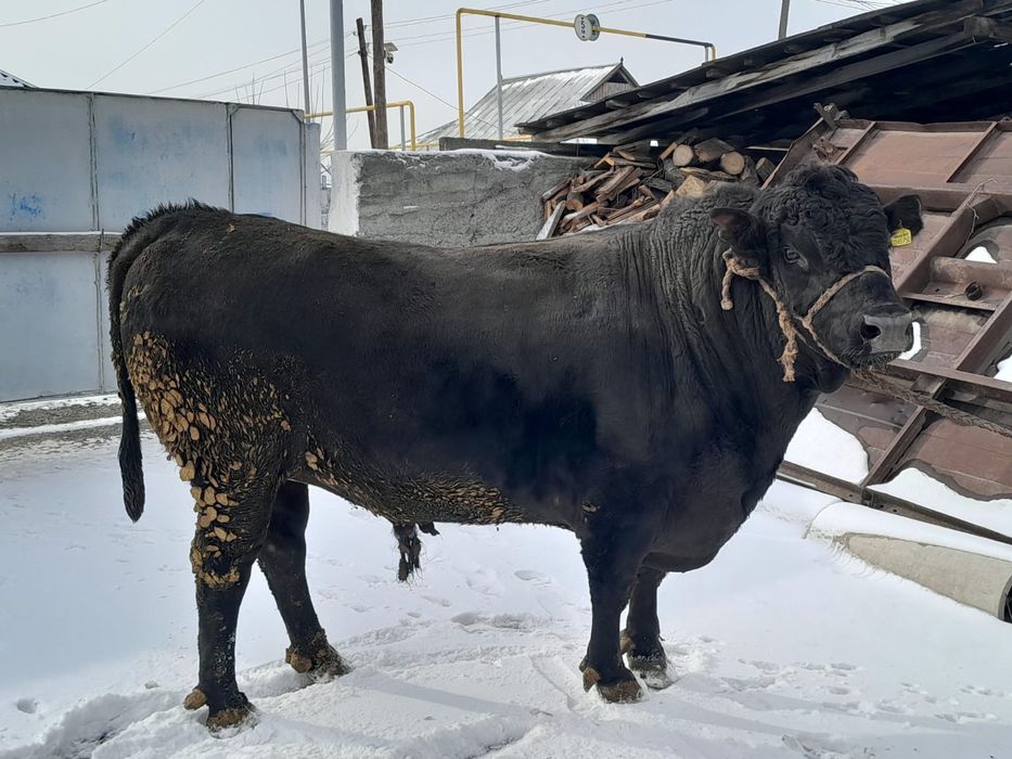 Продам  быка стоит на  откорме