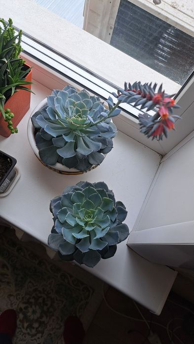 Продам эхеверию каменная роза