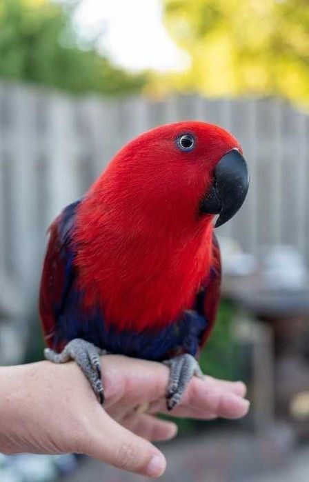 Папагали Еклектус