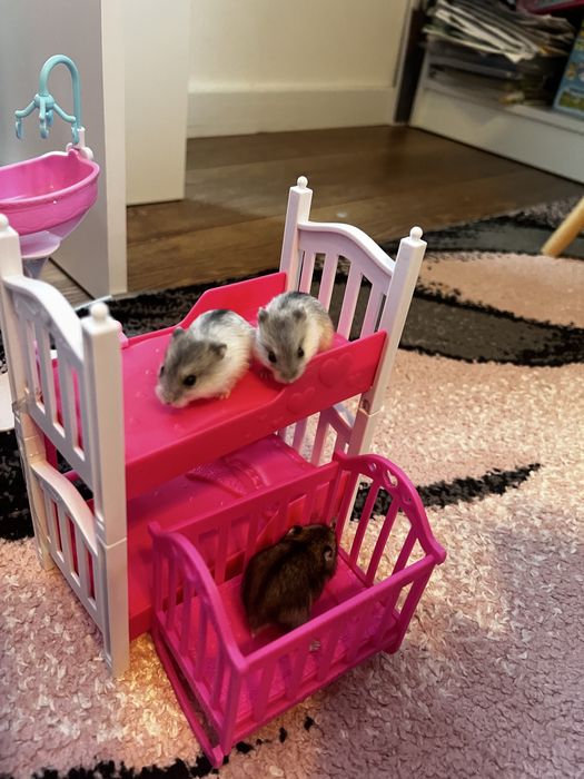 Hamster pitic de vanzare