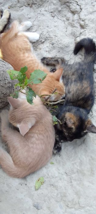 Котята - Раздаём бесплатно