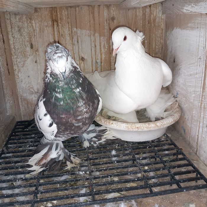 Schimb porumbei uriasi maghiari