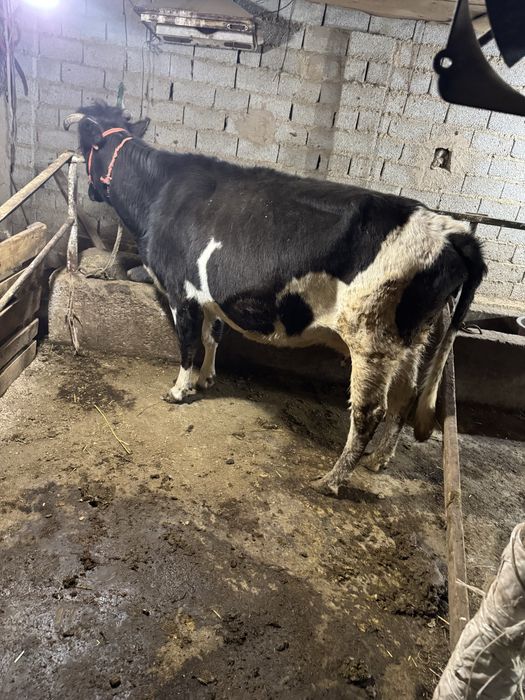 Ona bola sgir sotladi