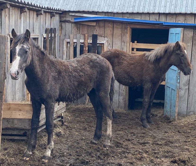 Продам 2 жеребчика (тай )