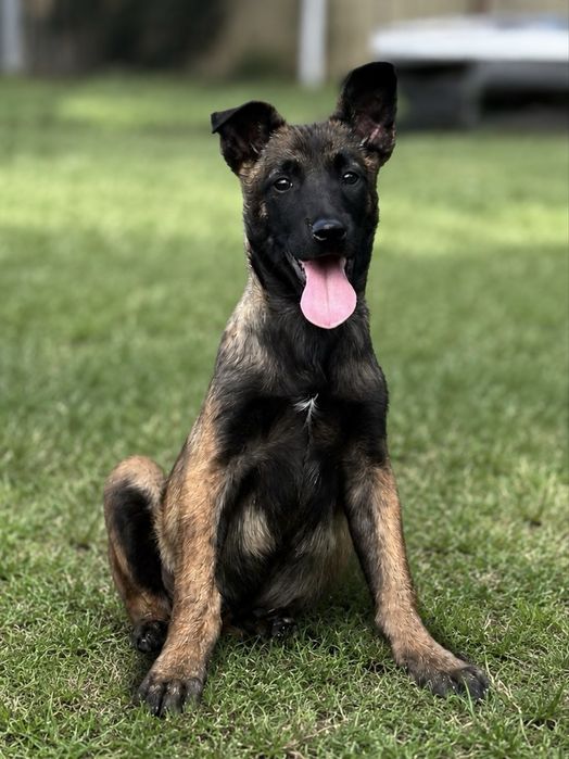 Ciobanesc Belgian Malinois mascul