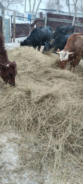 Продаю сено в рулонах