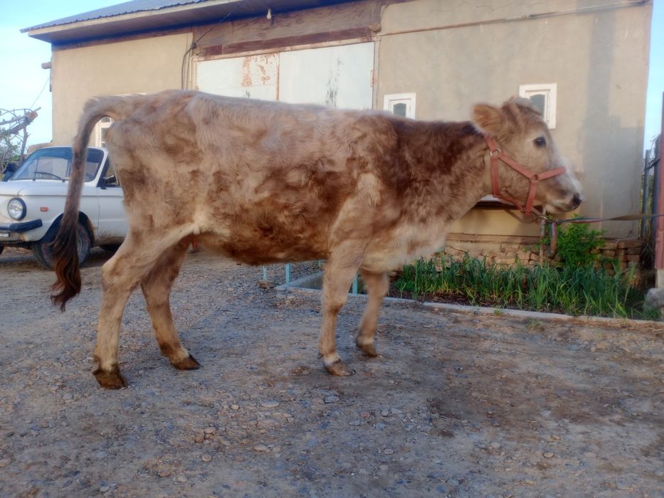 Sigir boqilgan  go‘shtga tayyor