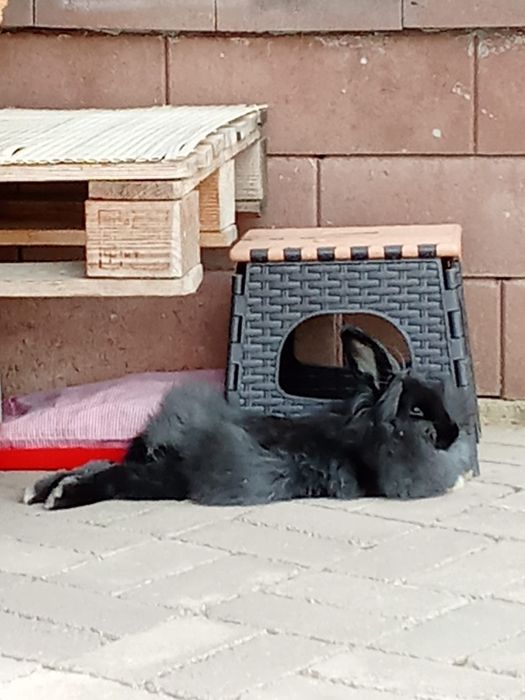 Animale de companie  iepuriță cu cap de leu iepuriță cu cap de leu