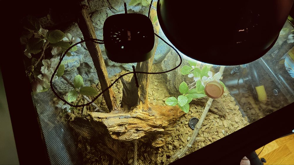 Terariu + Crested Gecko + Accesorii