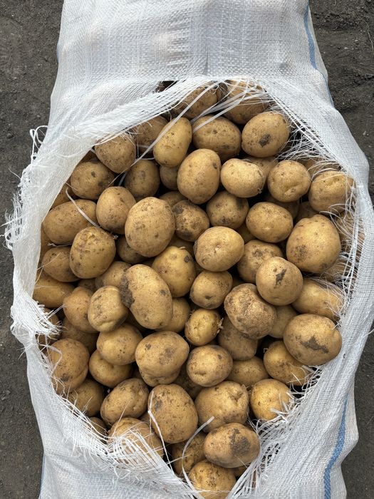 Картошка 90 тенге крупная