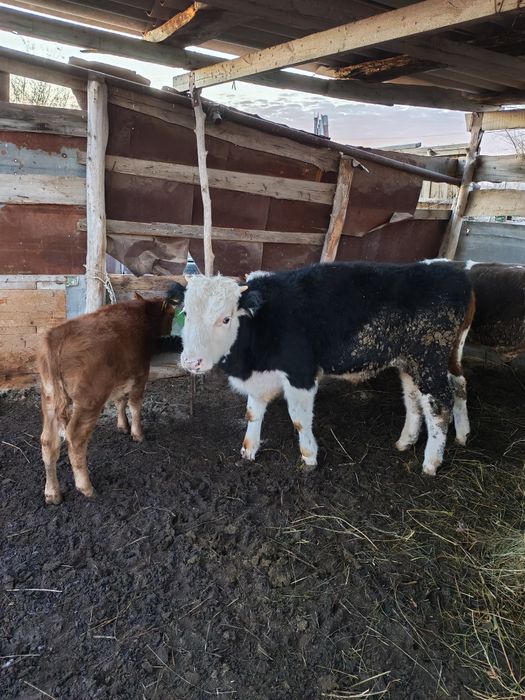 Продам быков 5 штук