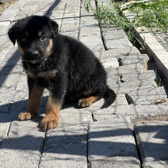 Овчарка 1,5 мес.
