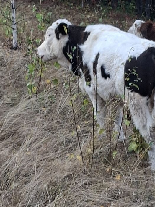 Vând vaca de trei ani cu vitel