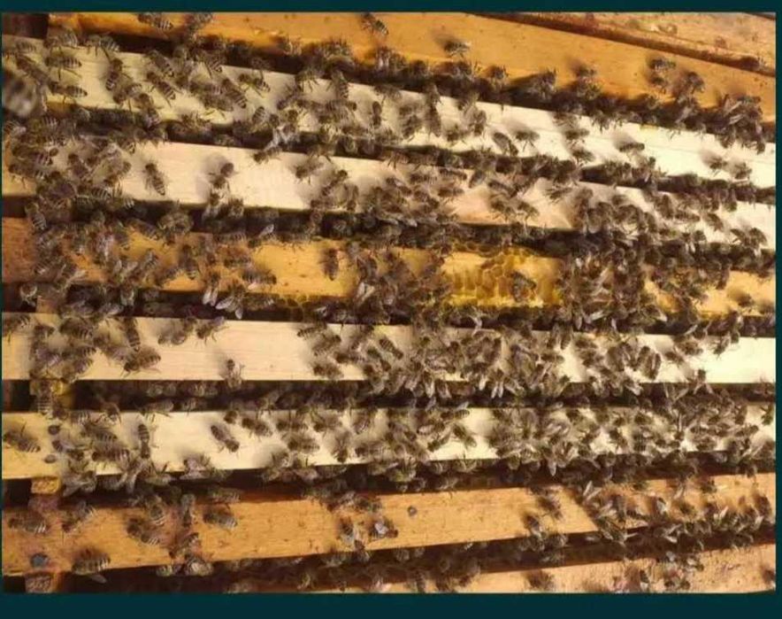 Vând familii de albine