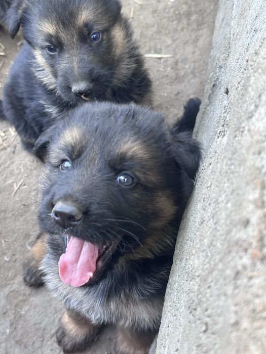 Бебета немски овчарки
