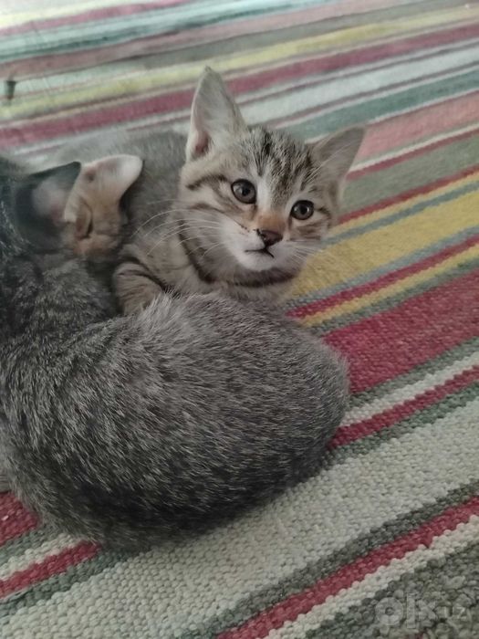 Котенок мушукча кошка Термиз