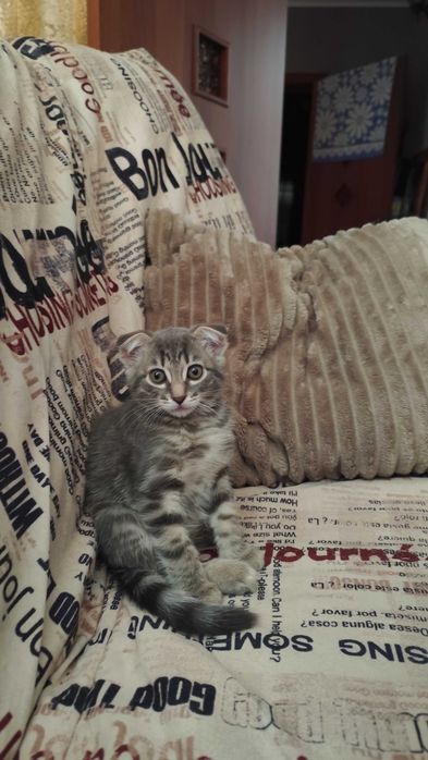 Котенок  девочка