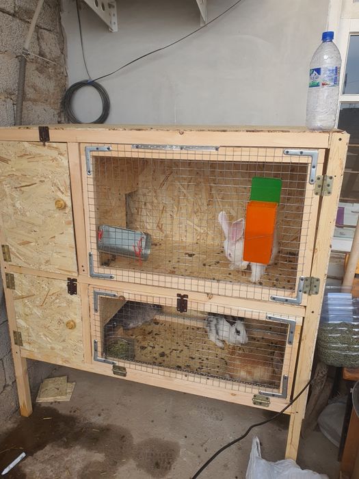 Qafas quyon va jojalar