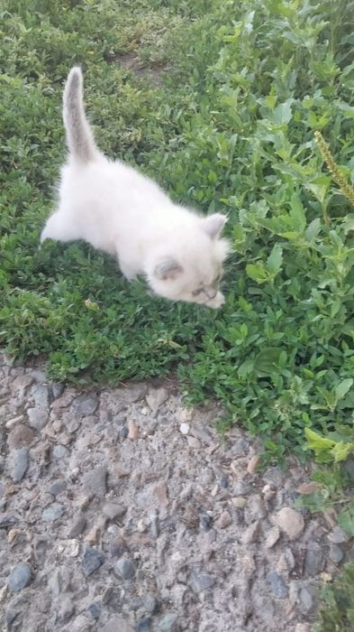 Отдам котят бесплатно