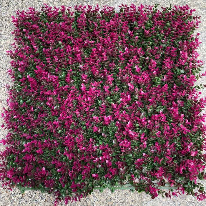 Фитостена, Самшит