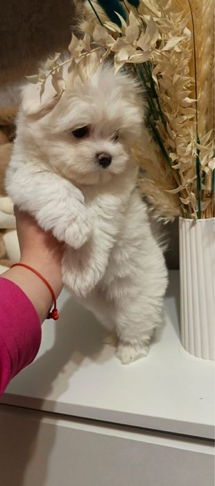 Продам щенка породы мальтезе